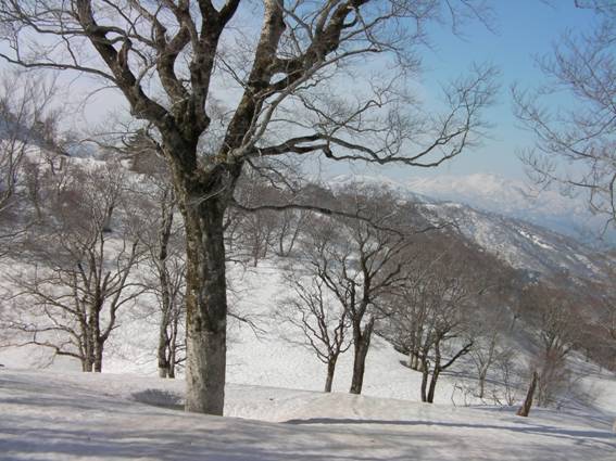 C:\Users\mizukami\Pictures\201 �R\2010\10.5.3�V��p�͎�R\SANY2492.JPG