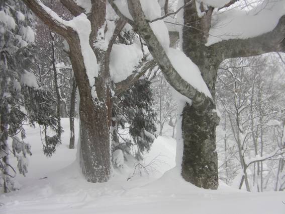 C:\Users\mizukami\Pictures\201 �R\2011�R\11.1.10�A�c���m��\SANY2863.JPG