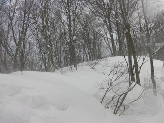 C:\Users\mizukami\Pictures\201 �R\2011�R\11.1.10�A�c���m��\SANY2875.JPG