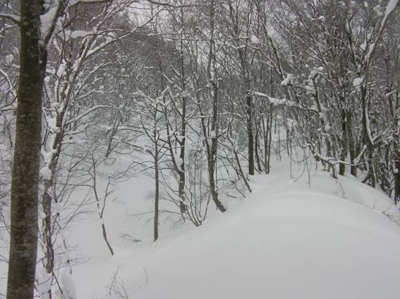 C:\Users\mizukami\Pictures\201 �R\2011�R\11.1.12��q�R\SANY2827.JPG