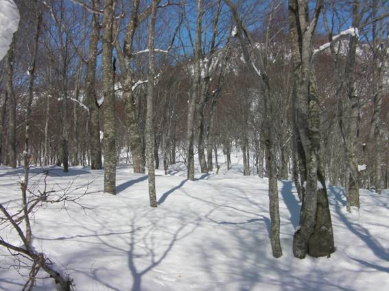 C:\Users\mizukami\Pictures\201 �R\2011�R\11.2.20��ˎR\SANY2989.JPG