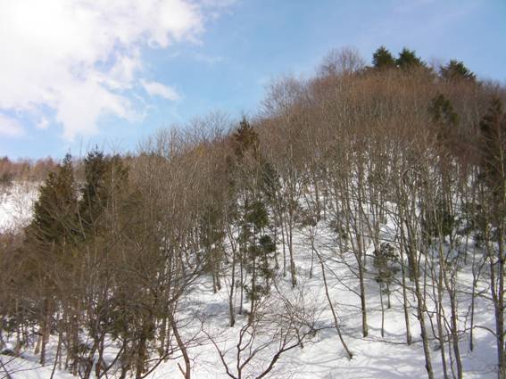 C:\Users\mizukami\Pictures\201 �R\2011�R\11.2.20��ˎR\SANY3022.JPG