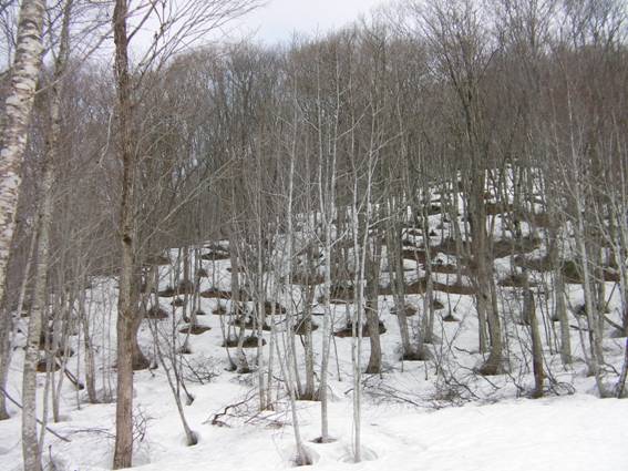 C:\Users\mizukami\Pictures\201 �R\2011�R\11.4.29���m�R\SANY3145.JPG