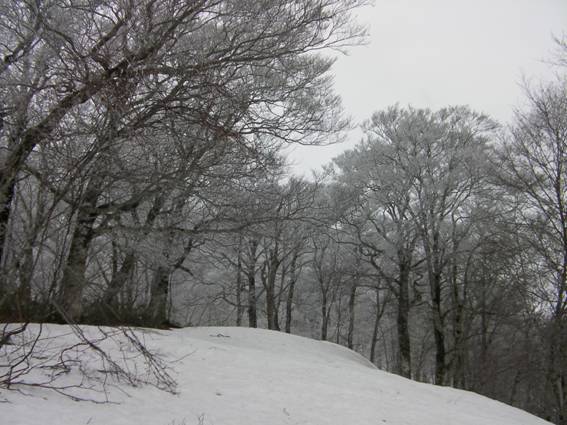 C:\Users\mizukami\Pictures\201 �R\2011�R\11.4.29���m�R\SANY3147.JPG