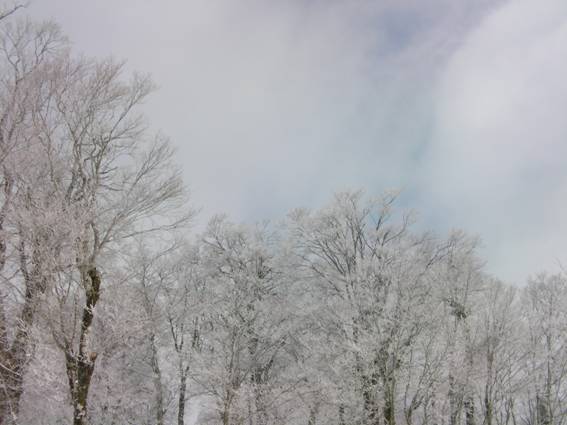 C:\Users\mizukami\Pictures\201 �R\2011�R\11.4.29���m�R\SANY3151.JPG