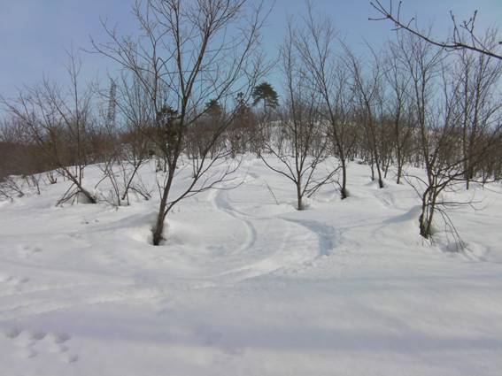 C:\Users\mizukami\Pictures\201 �R\2011�R\11.2.6�󑠎R\SANY2933.JPG