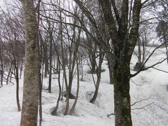 C:\Users\mizukami\Pictures\201 �R\2011�R\11.5.1~2�Ό����x\SANY3181.JPG