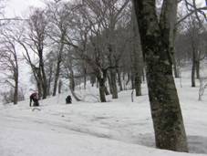 C:\Users\mizukami\Pictures\201 �R\2011�R\11.5.1~2�Ό����x\SANY3187.JPG