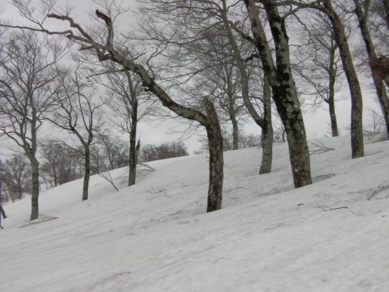 C:\Users\mizukami\Pictures\201 �R\2011�R\11.5.1~2�Ό����x\SANY3196.JPG