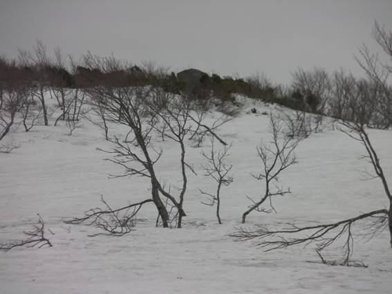 C:\Users\mizukami\Pictures\201 �R\2011�R\11.5.1~2�Ό����x\SANY3212.JPG