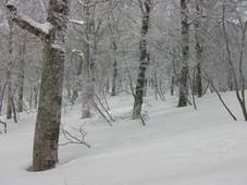 C:\Users\����\Desktop\Picture temp\SANY4281.JPG