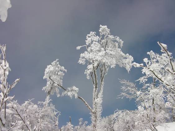 C:\Users\����\Desktop\Picture temp\SANY4293.JPG